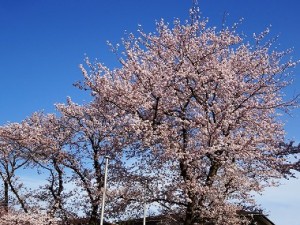 s-DSC09394